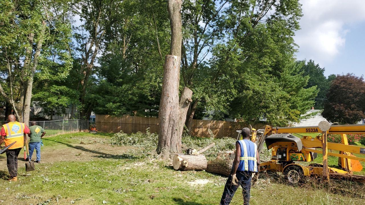 Tree Removal by Mike Jones & Sons Tree Service LLC 