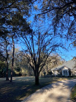 Deerwood Resident | Tree Removal