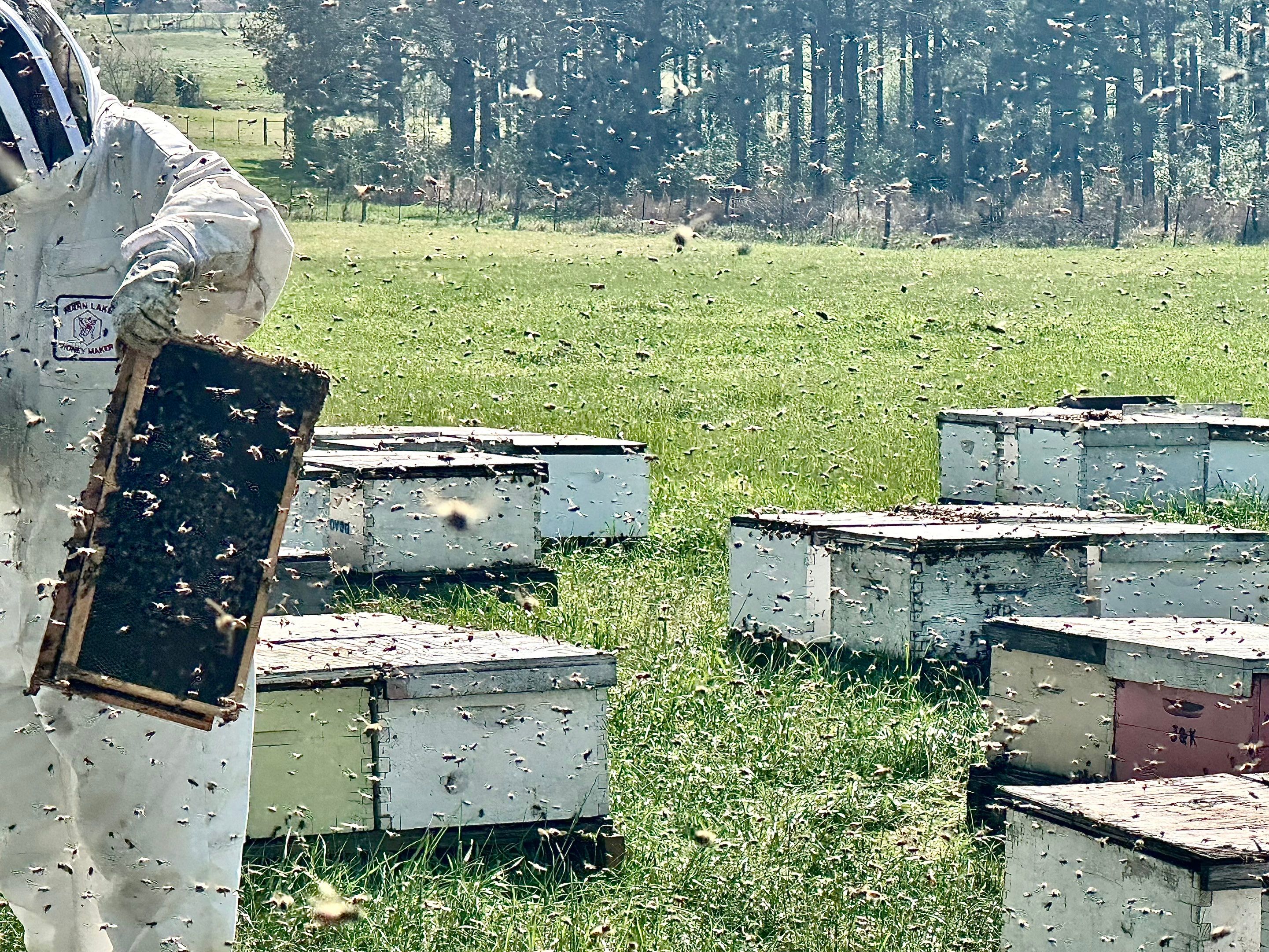 Peanut Farm Apiary by Rockwall Honey Bee Company