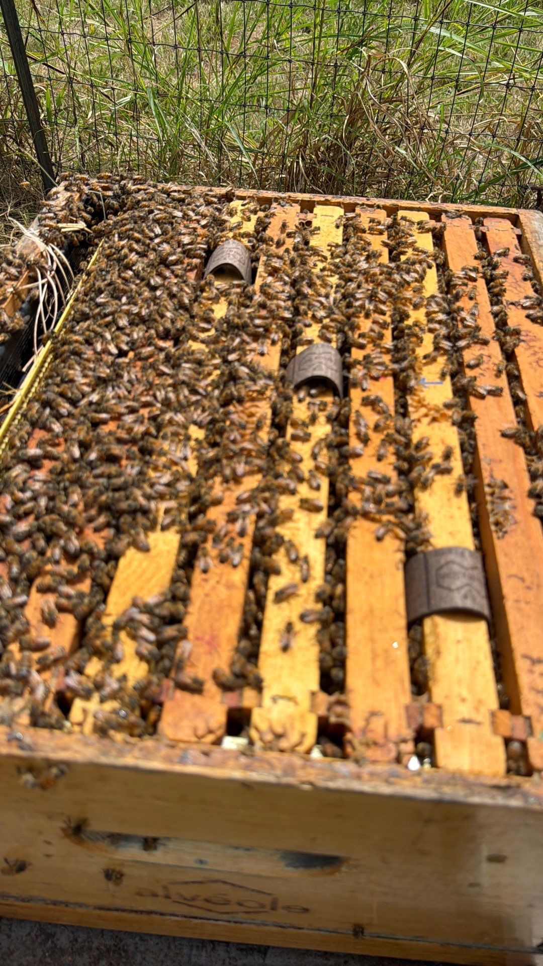 Porter & Pony Apiary by Rockwall Honey Bee Company