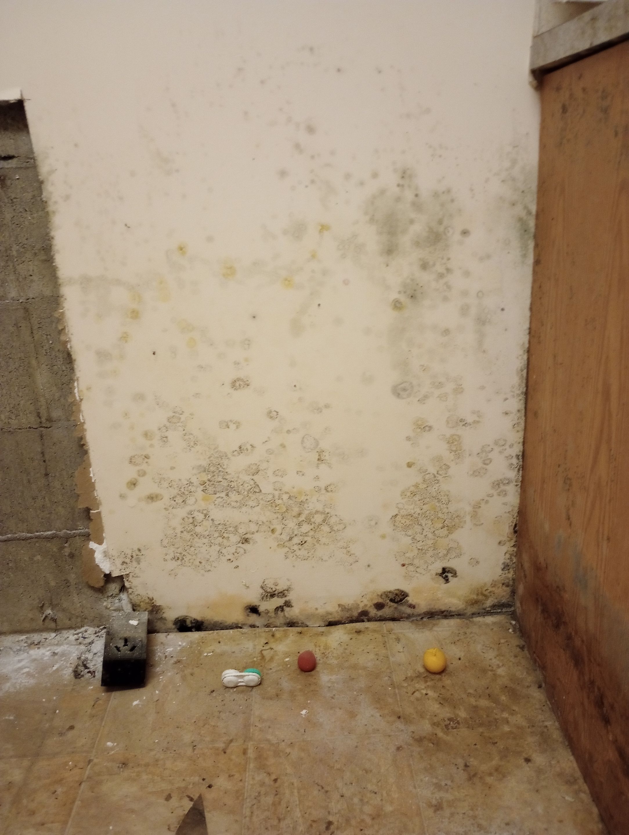 Insane Mold Remediation in Apartments by ANR Restoration