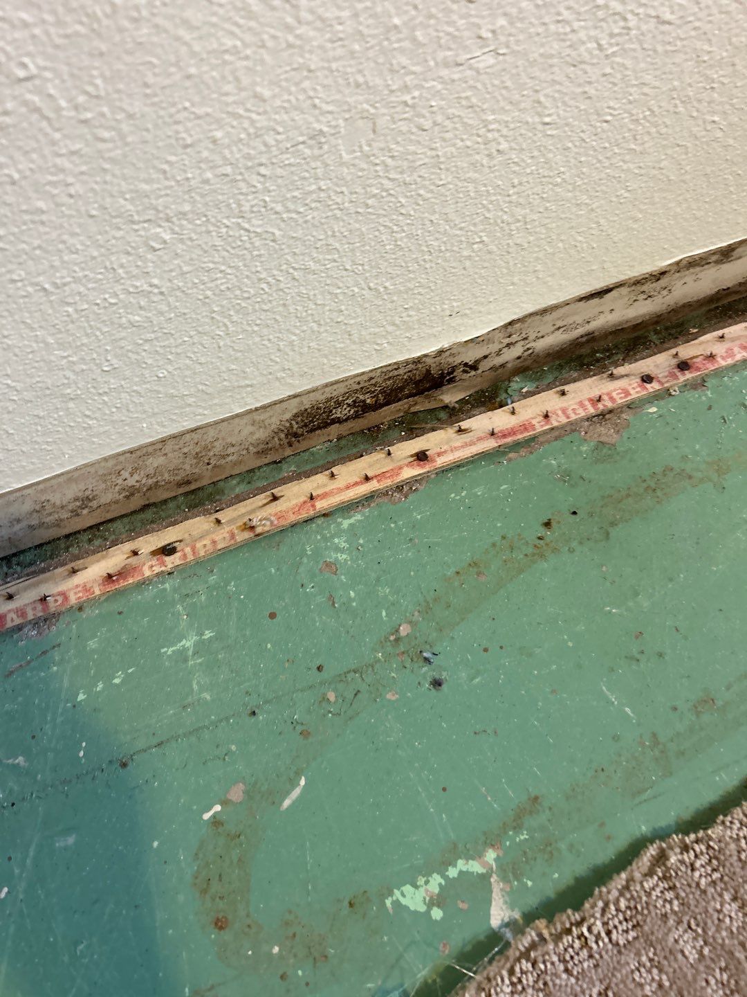 Mold Remediation by Accountable Home Services