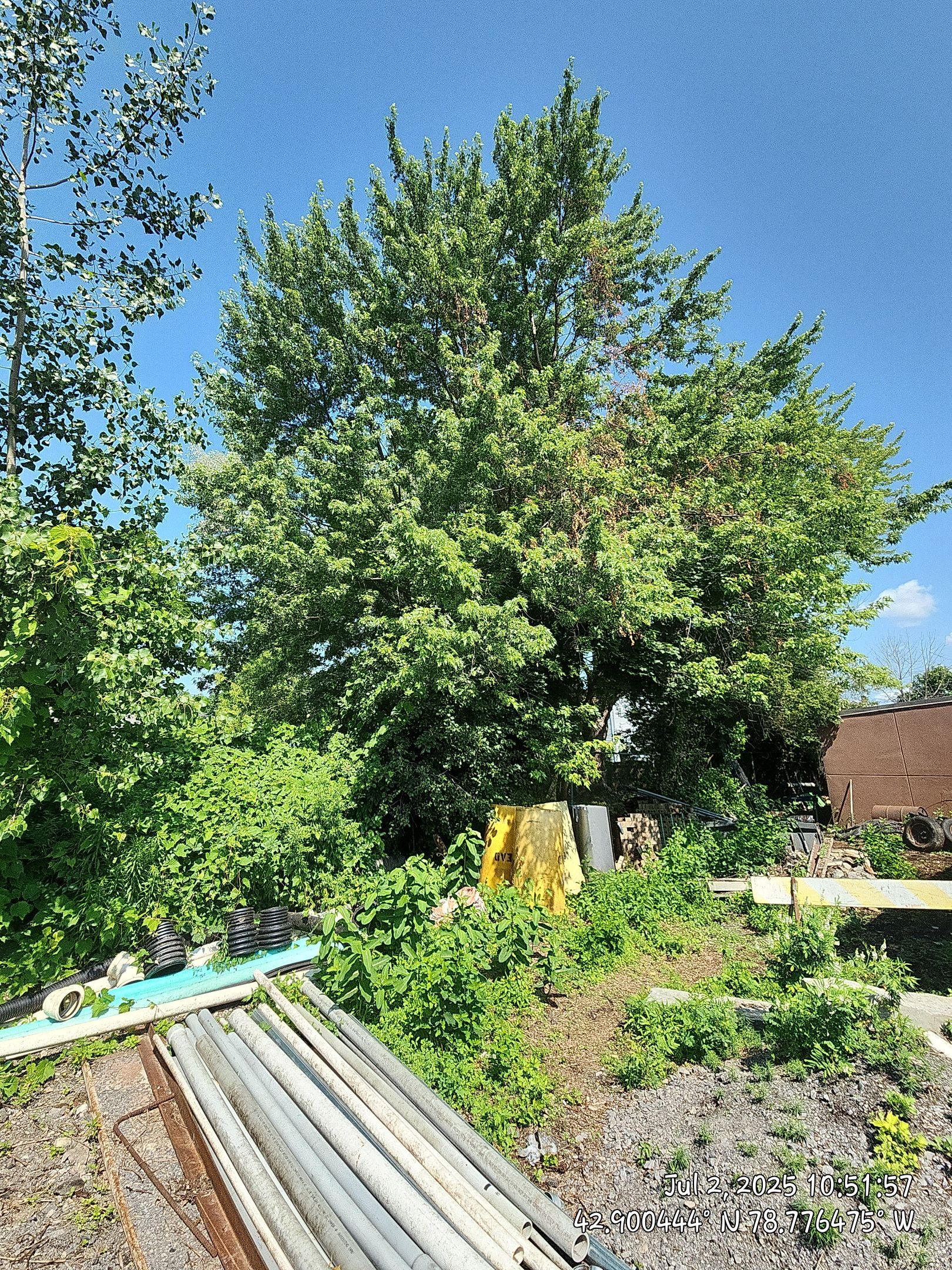 Commercial by Treeman Tom LLC