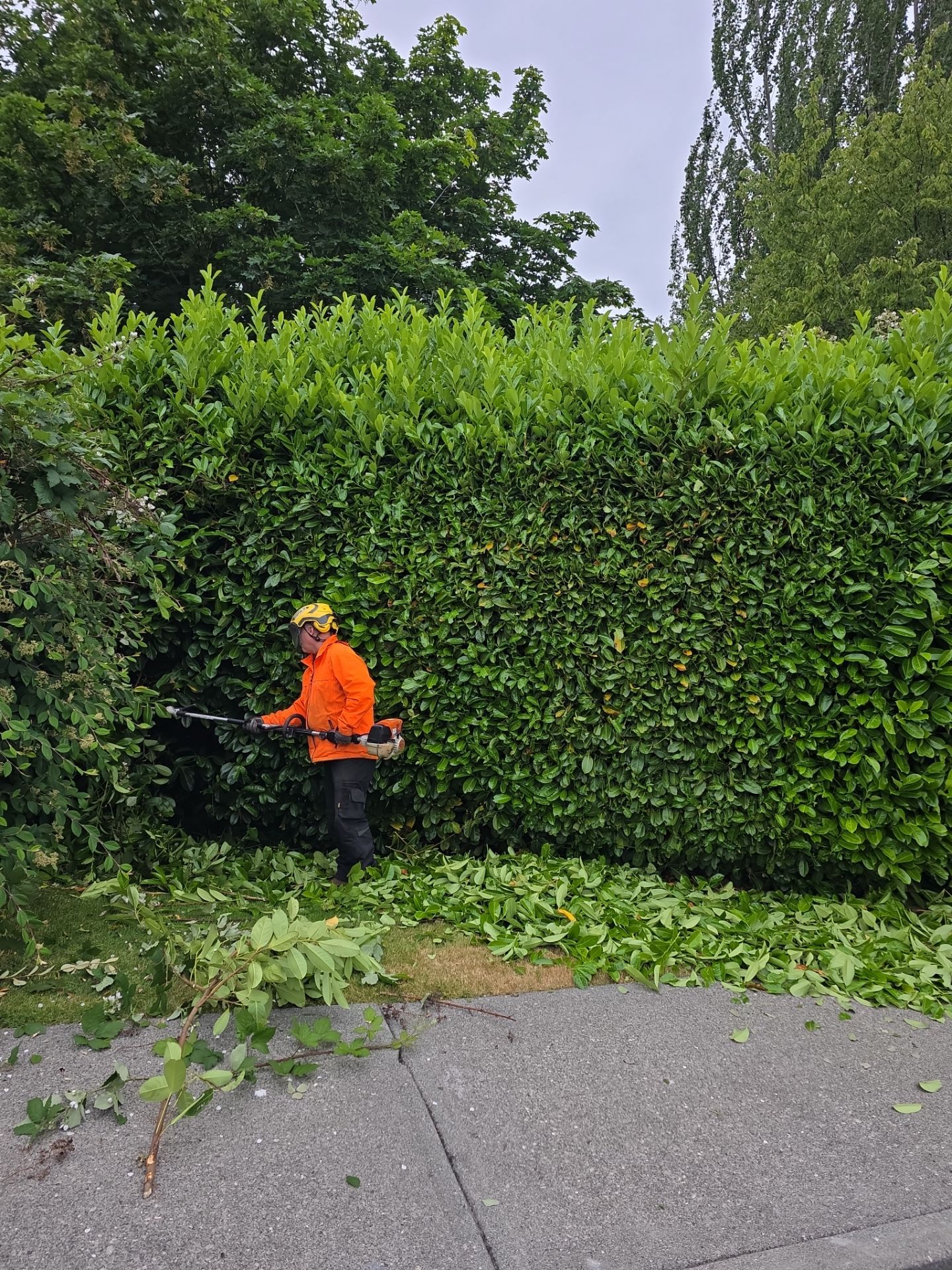 🌲✂️Building Clearance & Precision Hedge Trimming by Sound Tree Care LLC