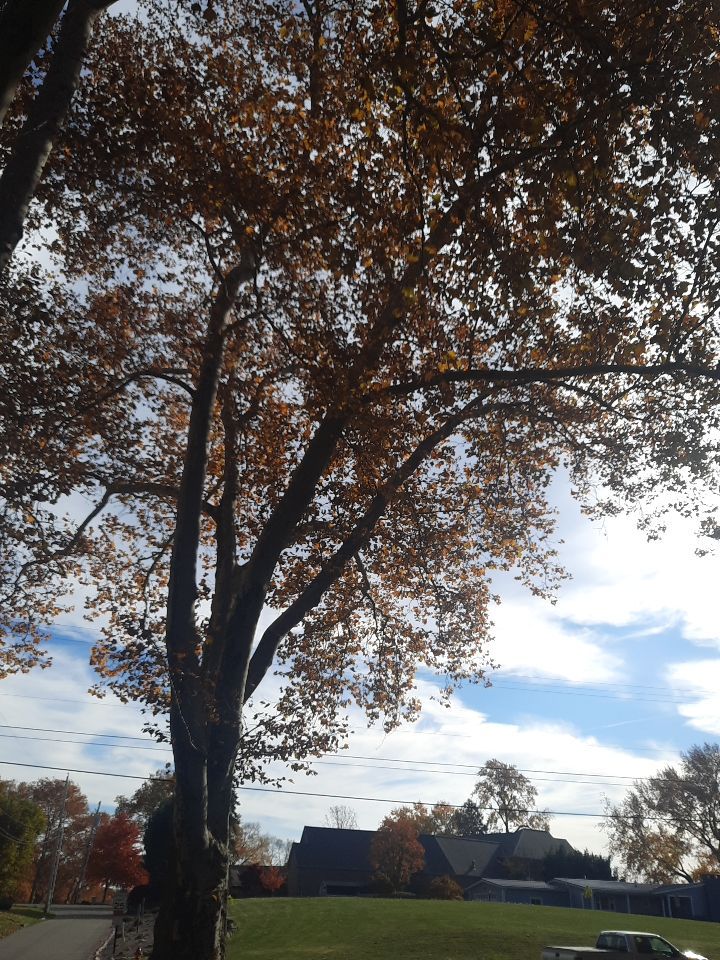 Tree Trimming using Tree Pruing by Mike Jones & Sons Tree Service LLC 