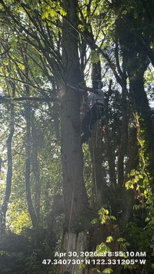 Hillside Tree Removal & Canopy Maintenance in Des Moines, WA
