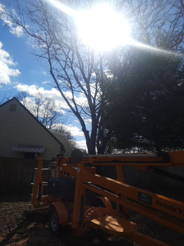 Tree Removal using Tree Removal by Mike Jones & Sons Tree Service LLC 