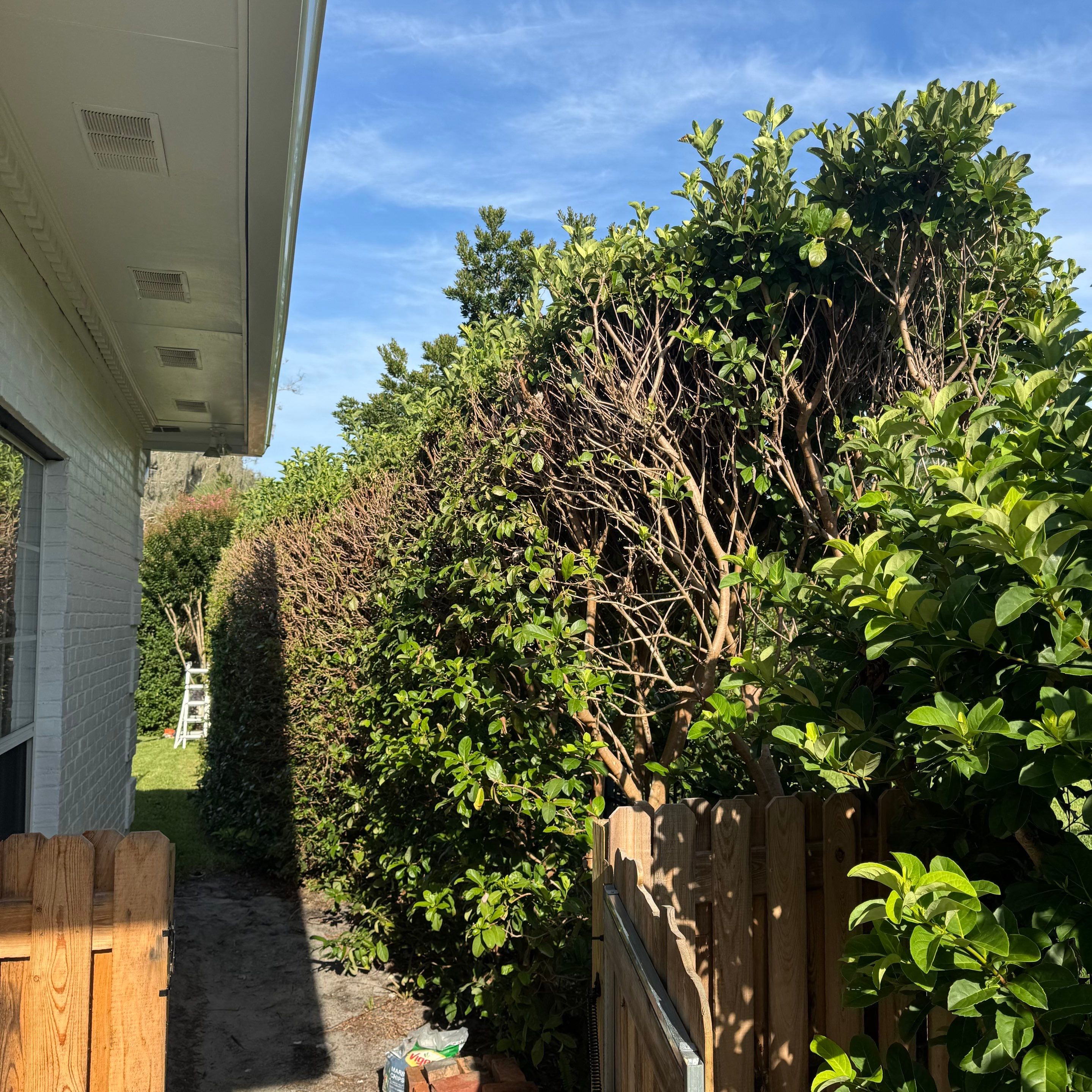 Deerwood Resident | Shrub Trimming by ProGreen Services