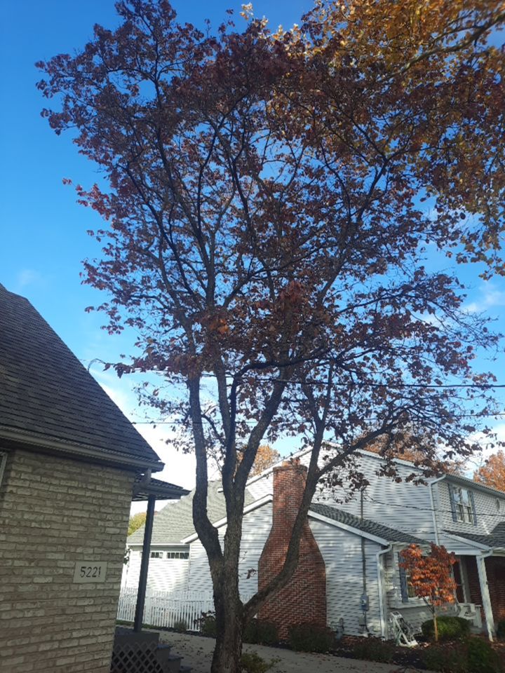 Tree Trimming using Tree Pruing by Mike Jones & Sons Tree Service LLC 