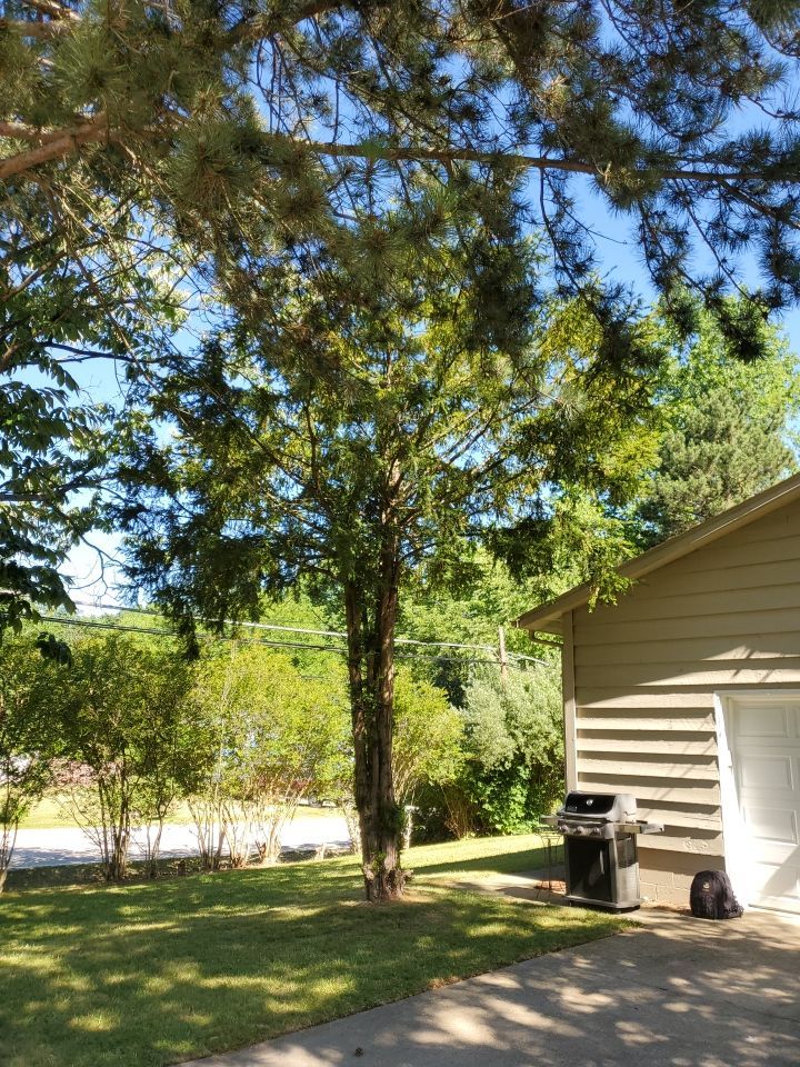 Tree Removal using Tree Removal by Mike Jones & Sons Tree Service LLC 