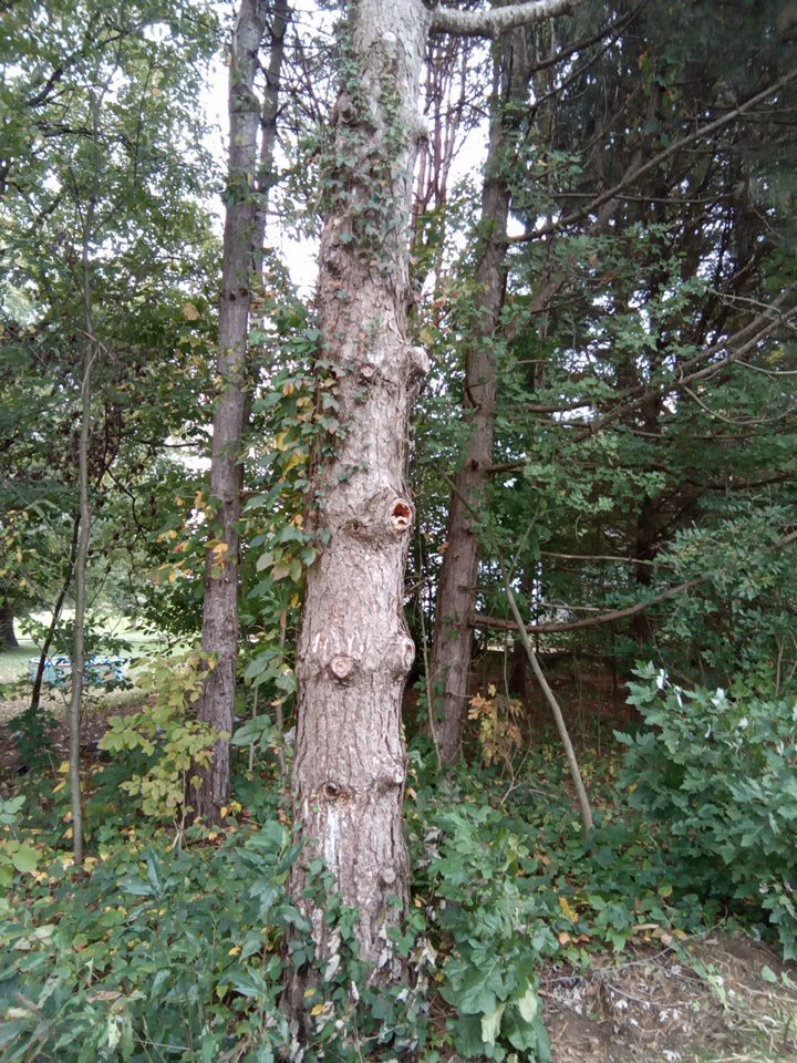 Tree Removal using Tree Removal by Mike Jones & Sons Tree Service LLC 
