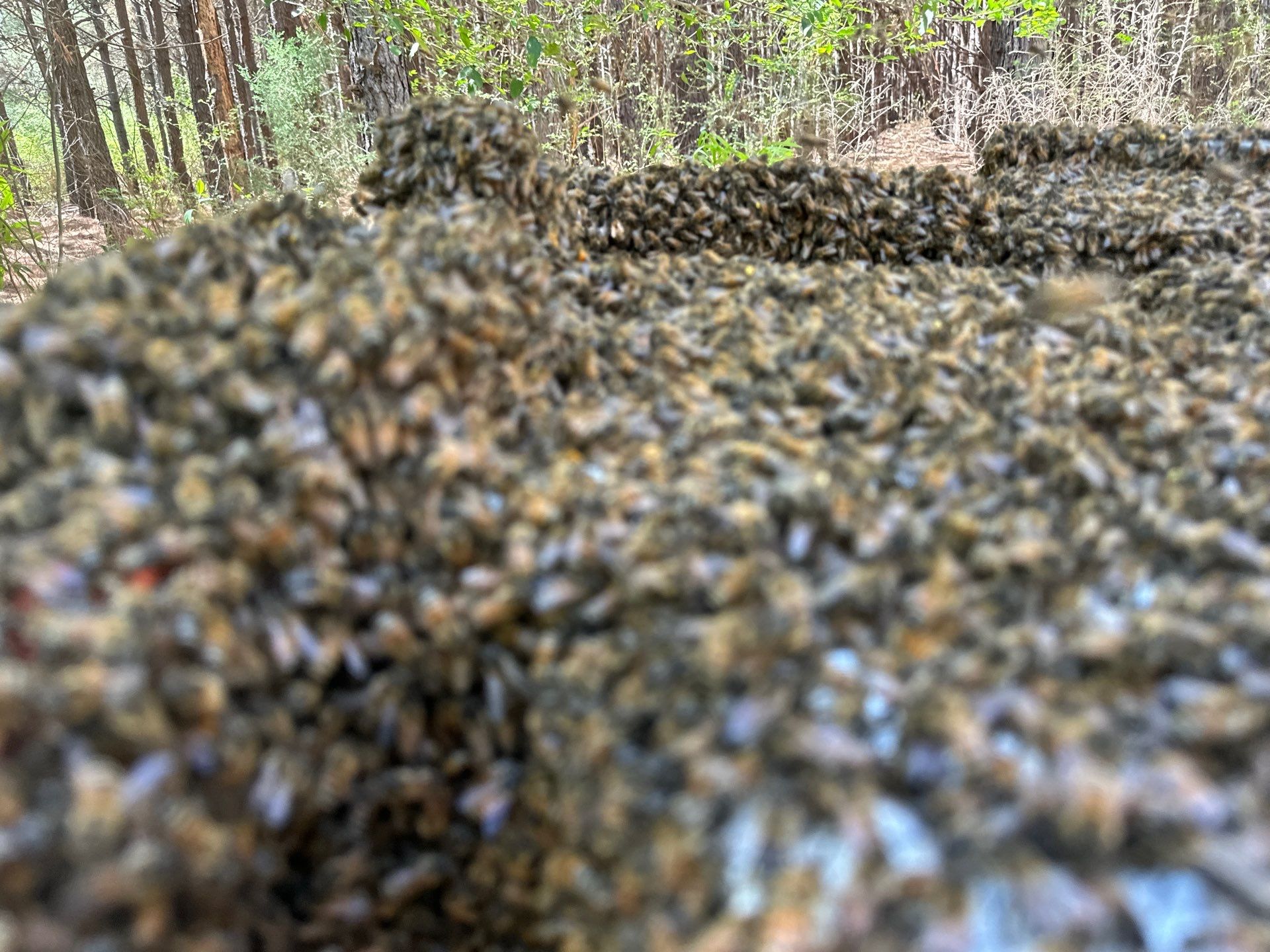 Tree Farm Apiary by Rockwall Honey Bee Company