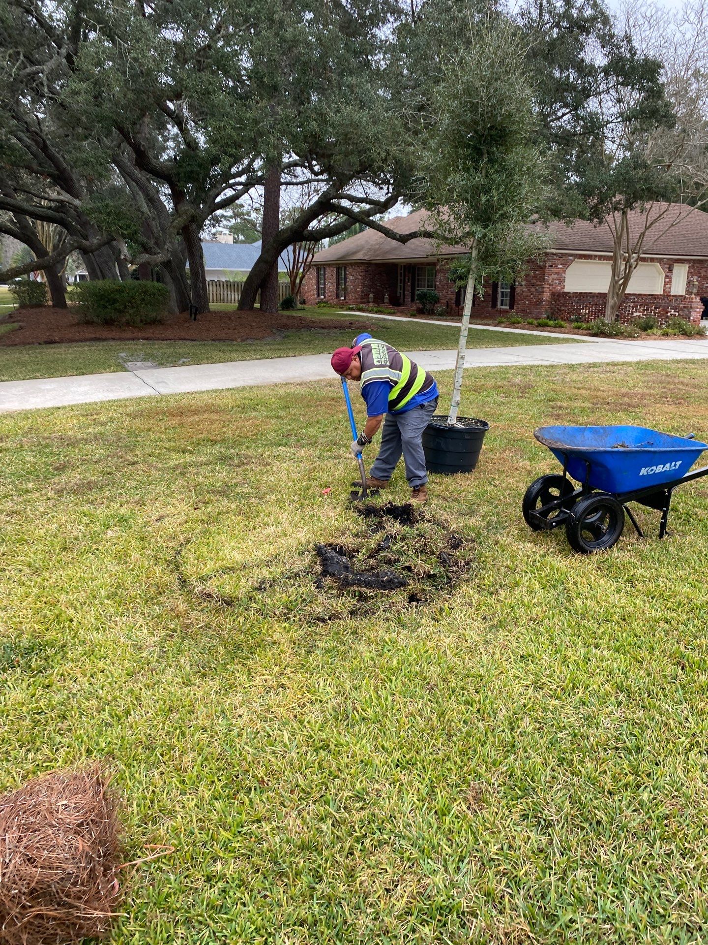 Deerwood | Live Oak Planting Project  by ProGreen Services