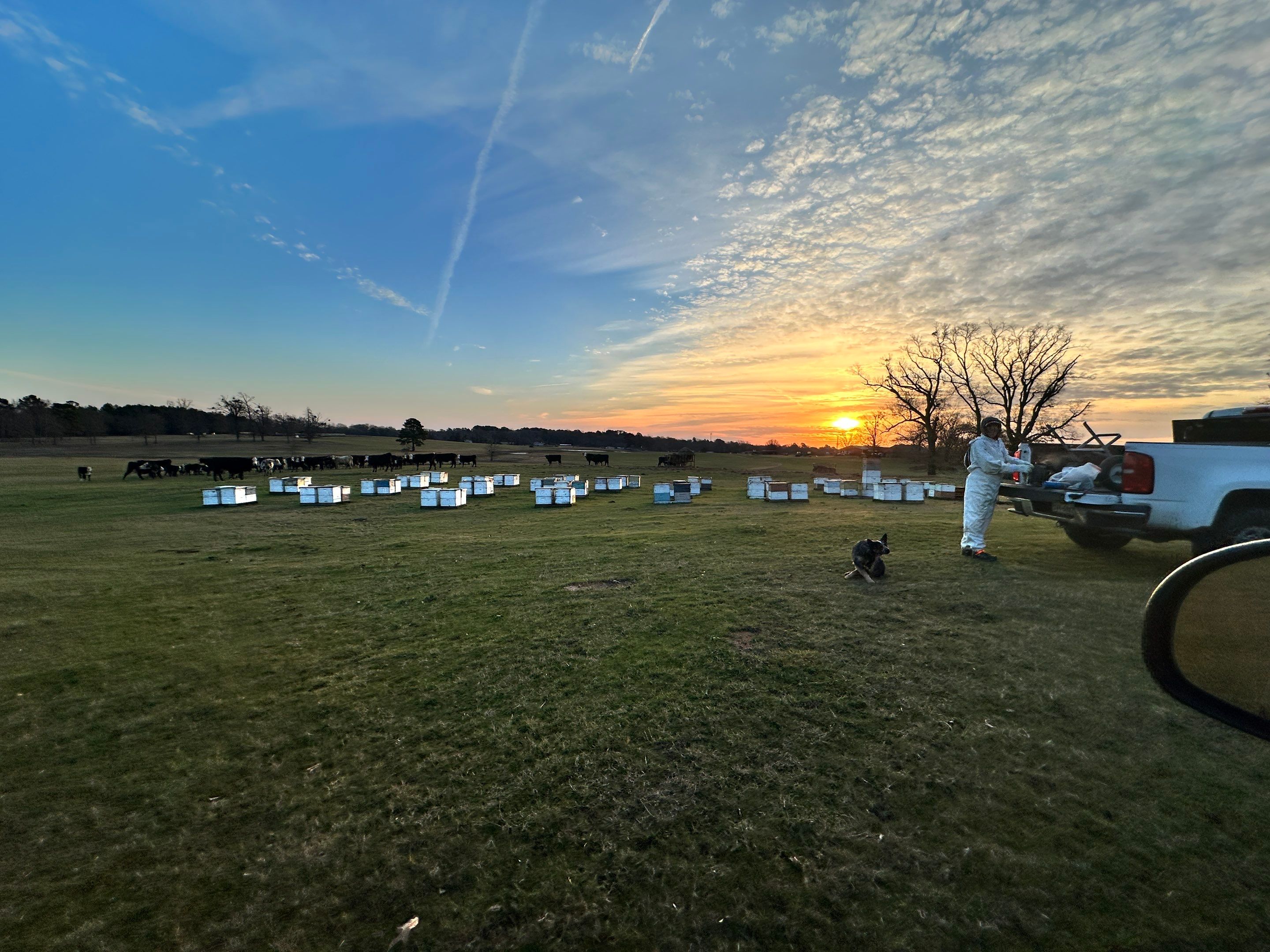 Clubb's Cow Farm Apiary by Rockwall Honey Bee Company