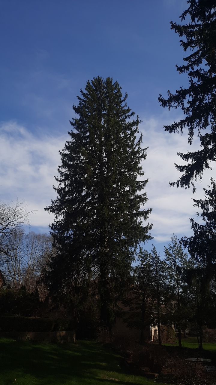 Tree Removal using Tree Removal by Mike Jones & Sons Tree Service LLC 