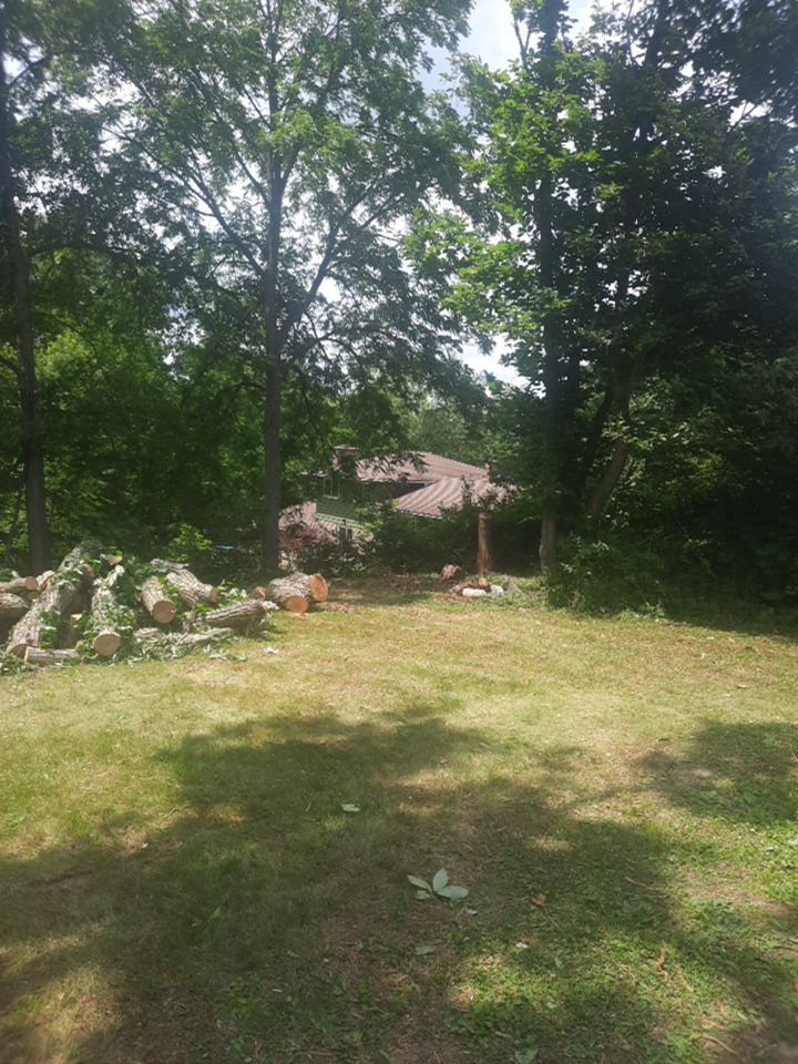 Tree Removal using Tree Removal by Mike Jones & Sons Tree Service LLC 