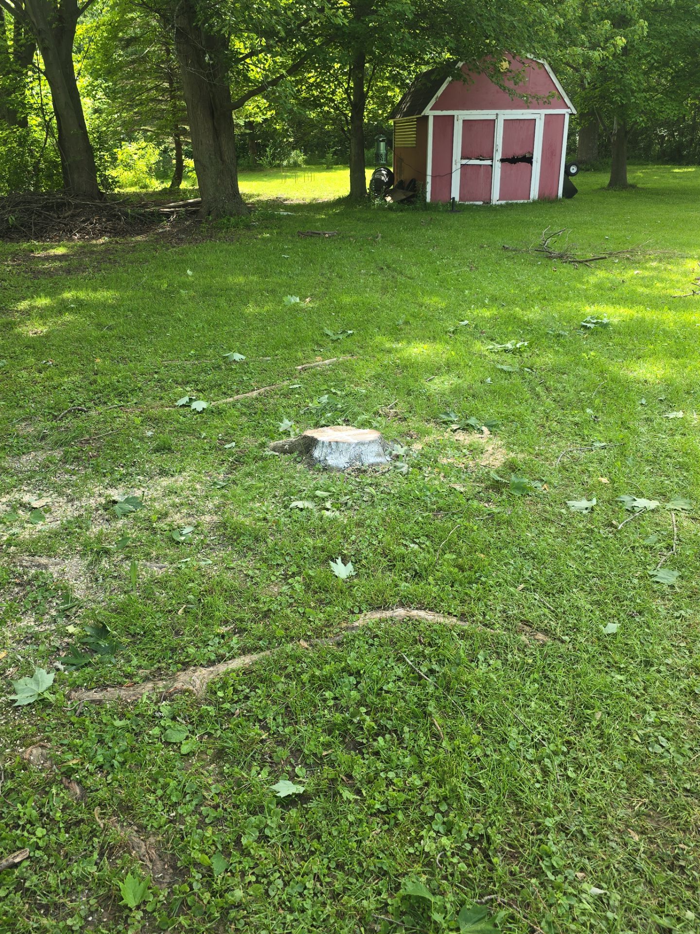 Removal for Future Projects  by Treeman Tom LLC