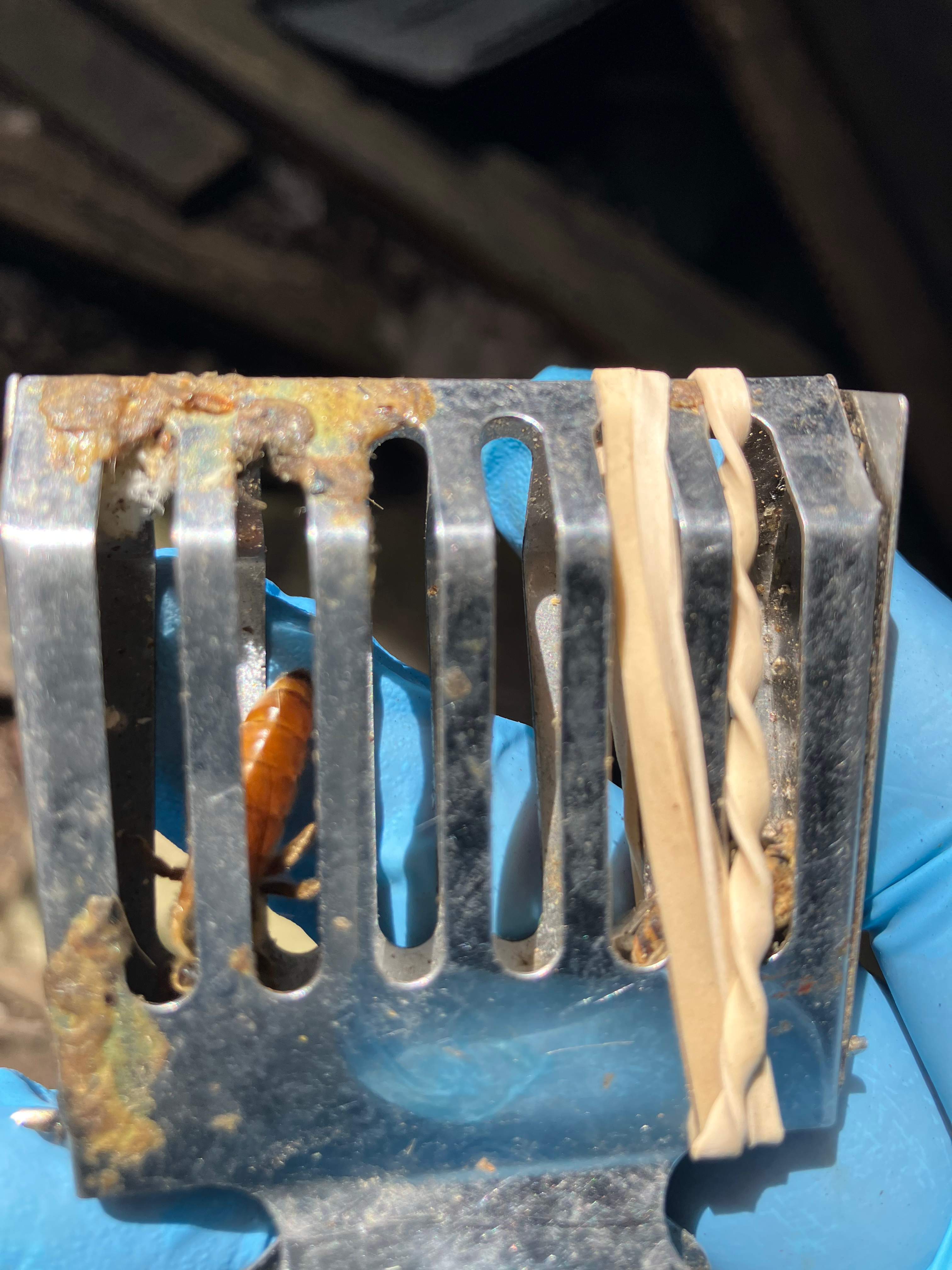 Open Air Garage Beesli by Rockwall Honey Bee Company