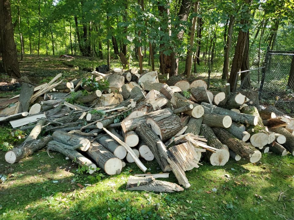 Storm Damaged Tree Removal  by Mike Jones & Sons Tree Service LLC 