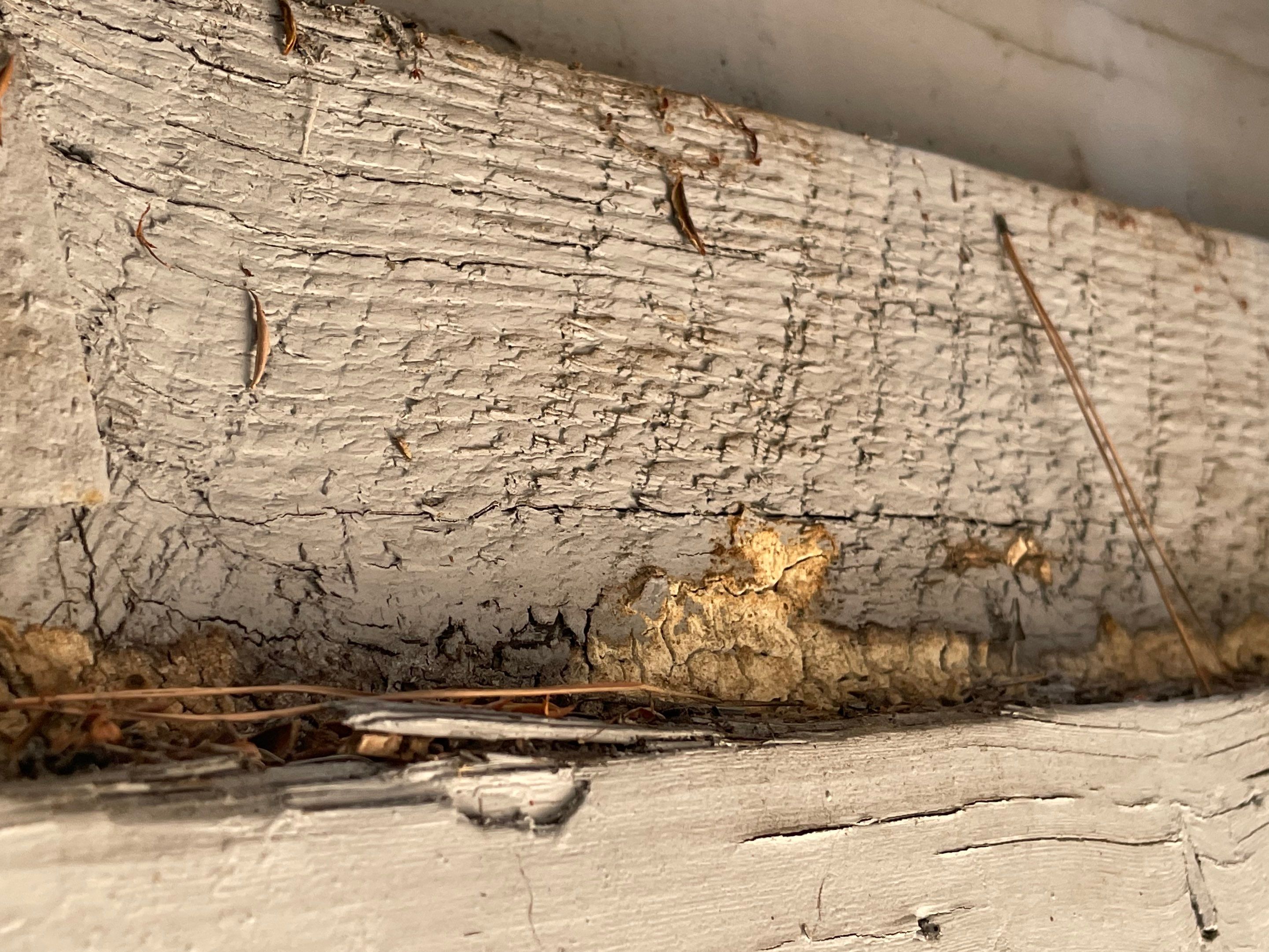 Wood Destroying Organisms Report by GLOBAL Termite Solutions