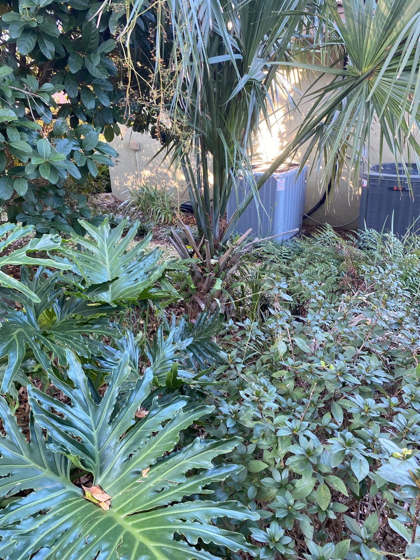 Deerwood Resident | Tree Removal by ProGreen Services