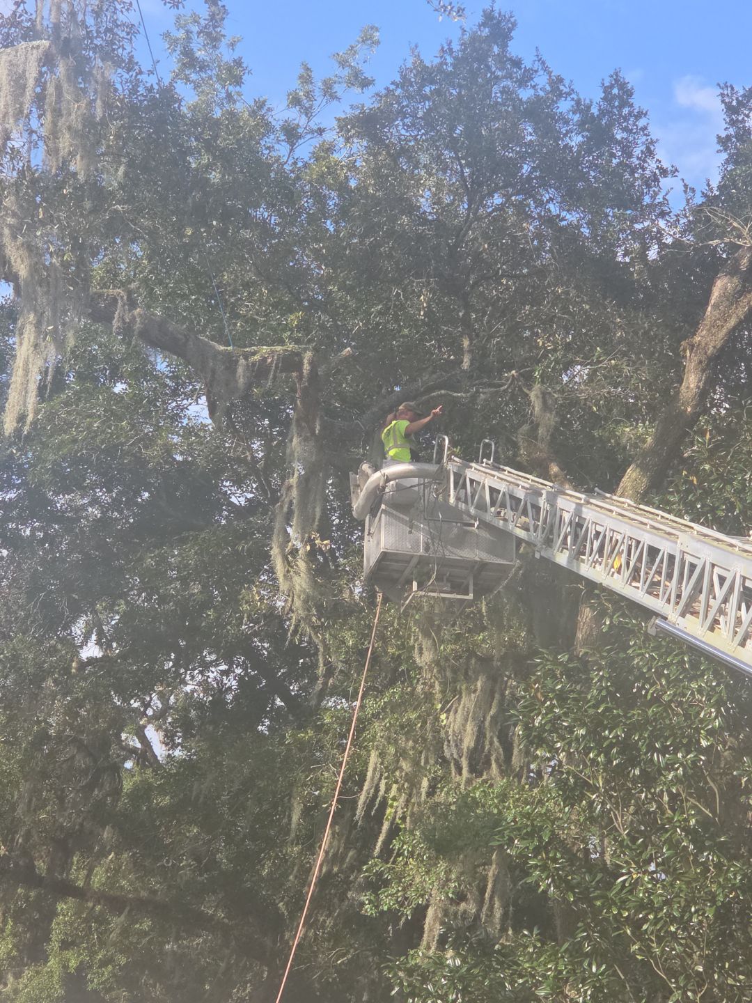 Episcopal | Large Tree Removal by ProGreen Services