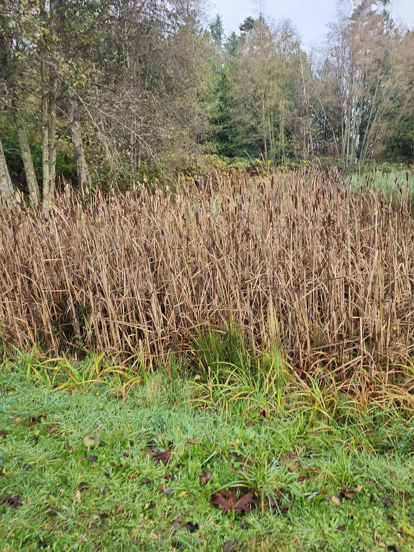 Island View - Ecological Restoration & Stewardship by Habanero Landscape Solutions