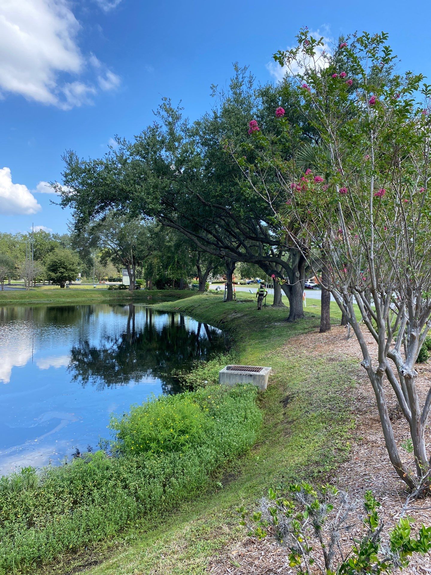 Tree & Shrub Removal | Marriott Hotel by ProGreen Services