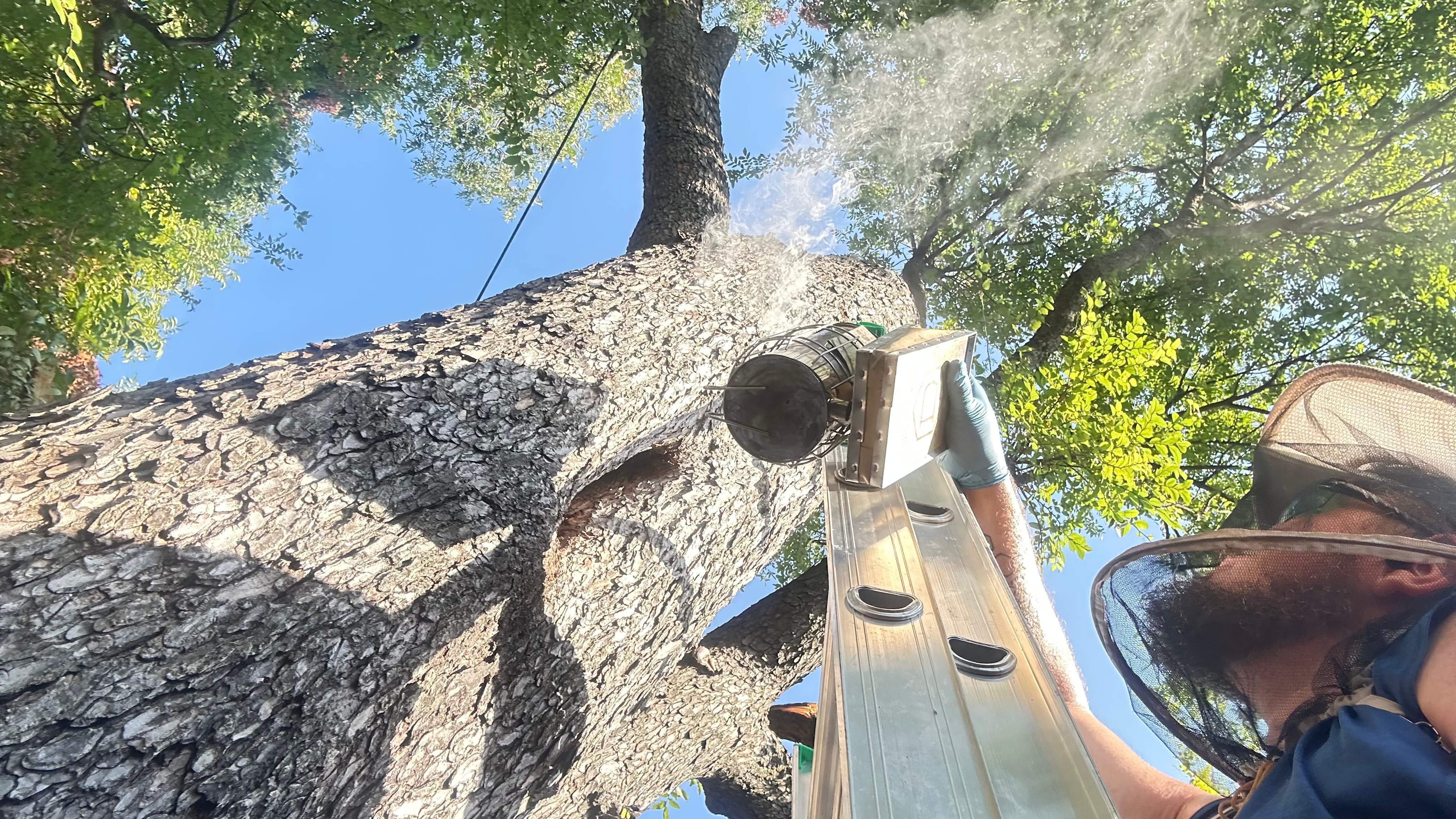 Tree Service Help  by Rockwall Honey Bee Company