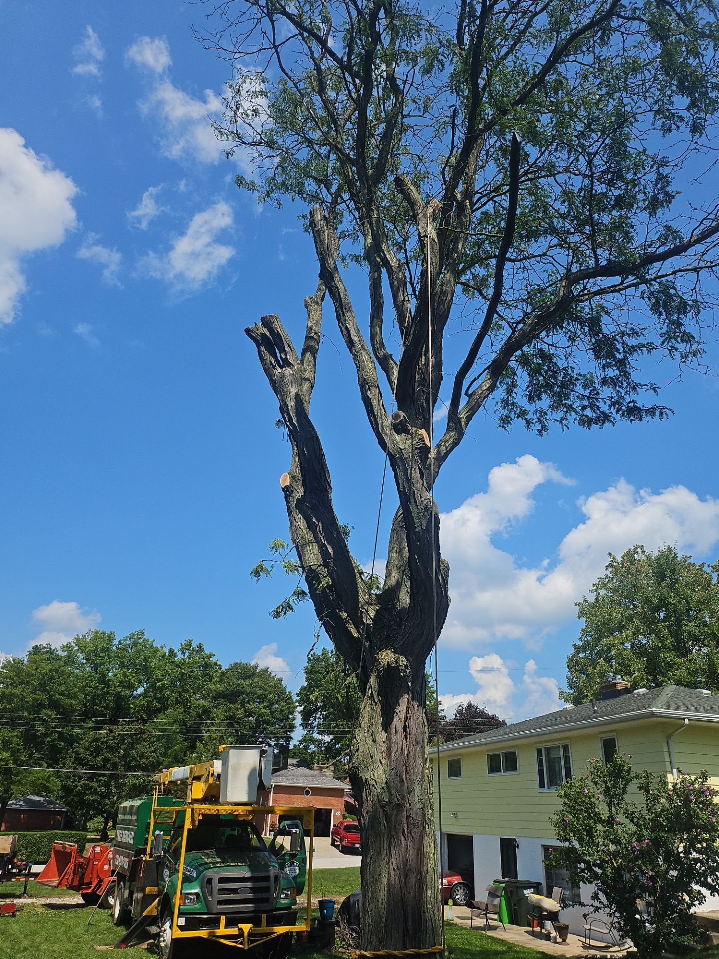 Tree Removal using Tree Removal by Mike Jones & Sons Tree Service LLC 