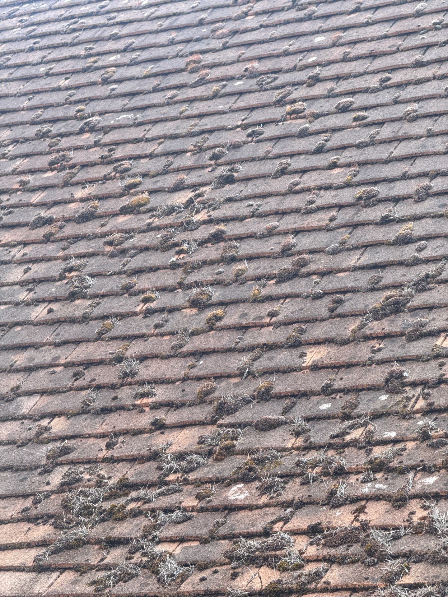 Roof Clean  - Moss Removal - Gutter Clean using Honda 15lpm Low Pressure Washing Machine by Ges Exterior Cleaning ltd
