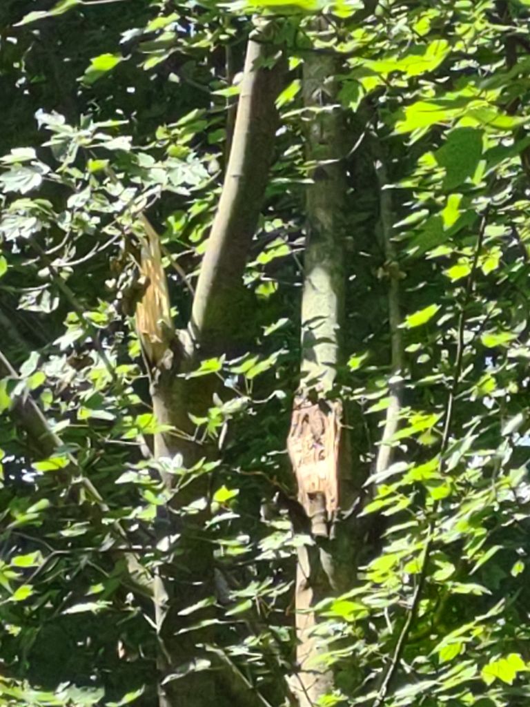 Tree Trimming using Tree Pruing by Mike Jones & Sons Tree Service LLC 