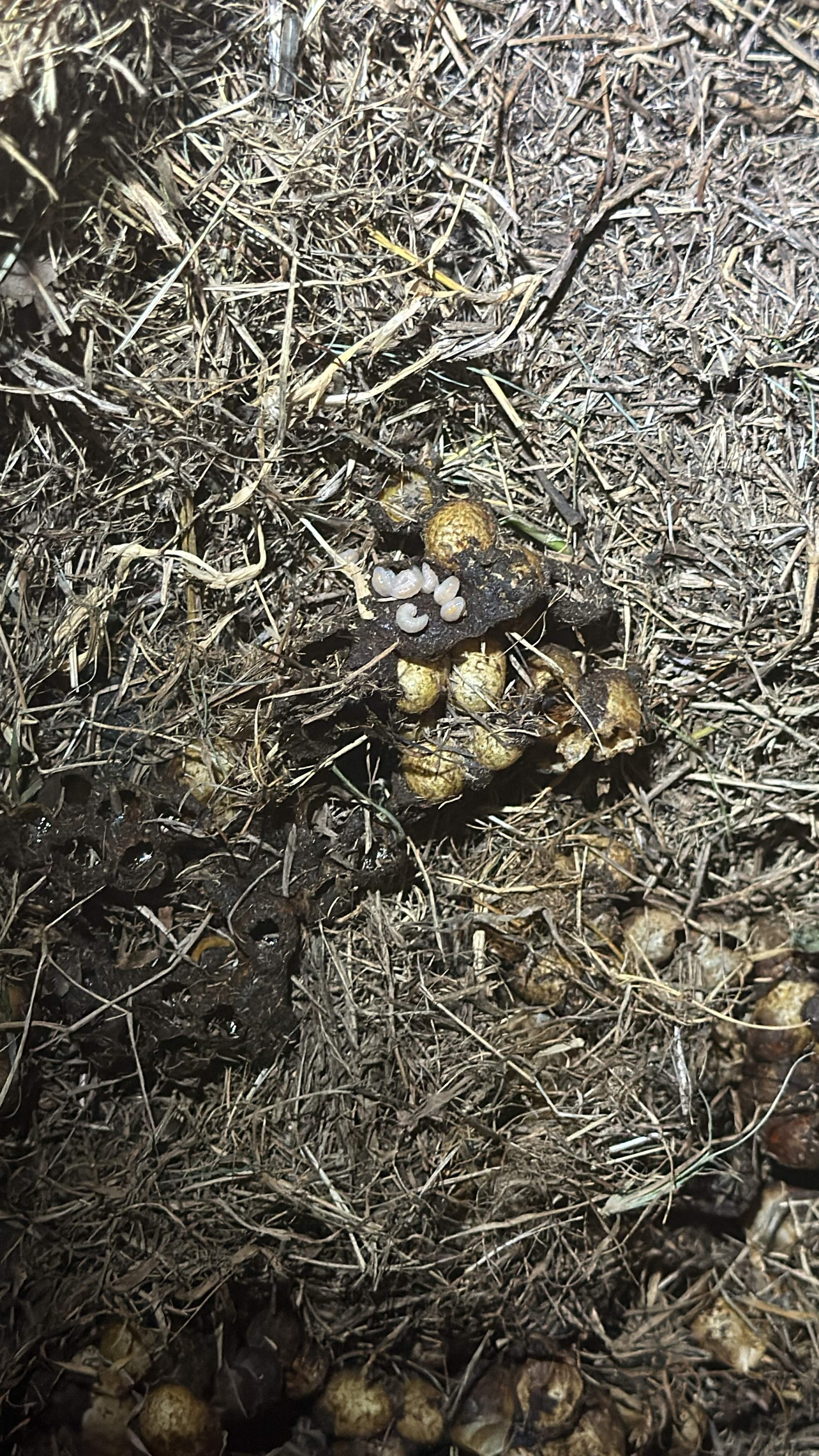 Bumblebees! by Rockwall Honey Bee Company