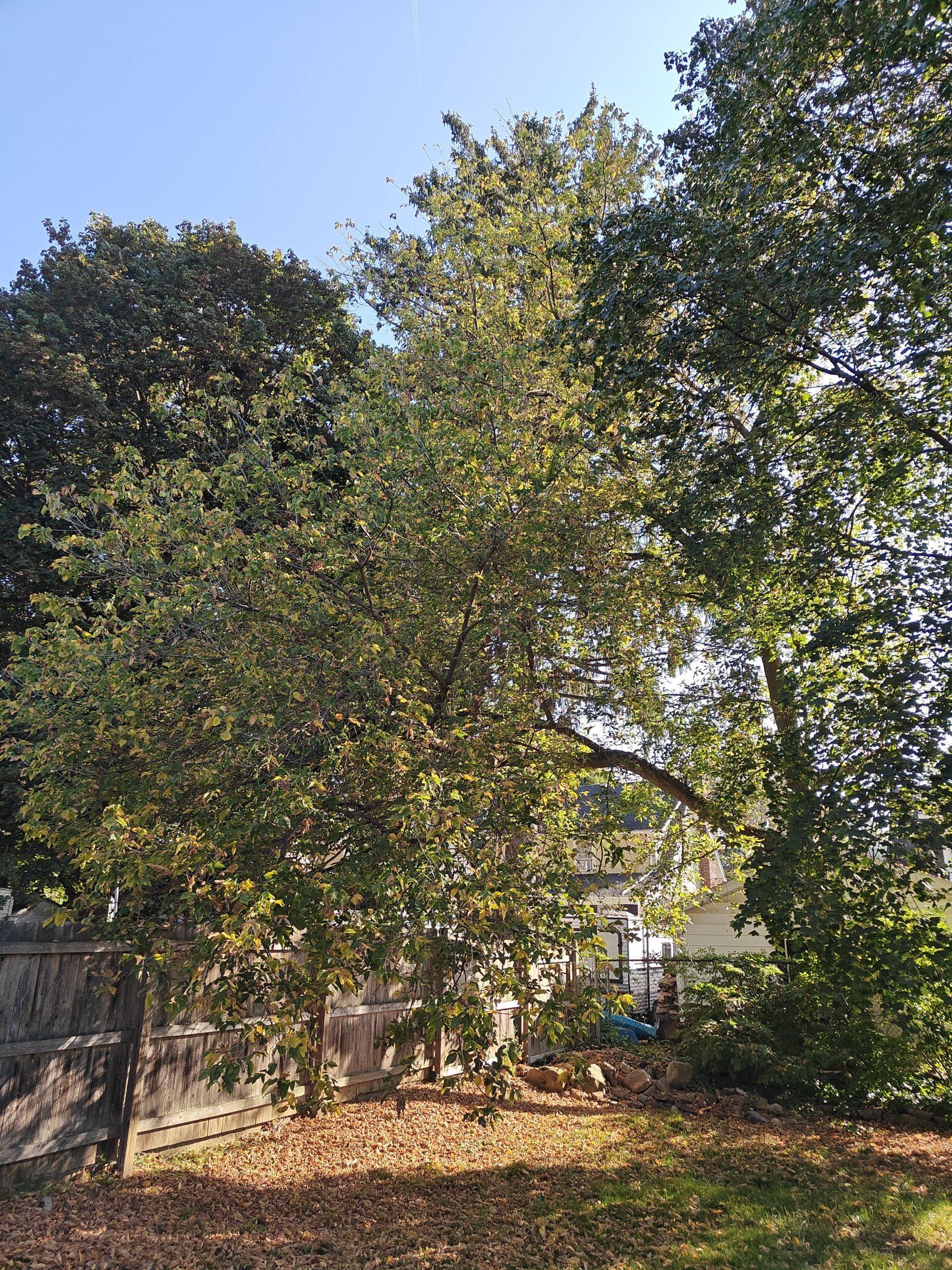 Tree Trimming using Tree Pruing by Mike Jones & Sons Tree Service LLC 