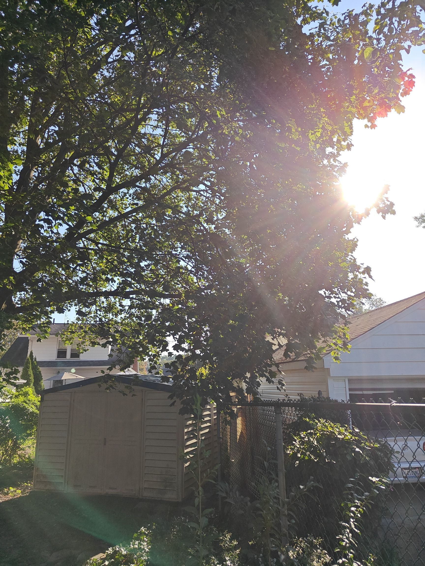 Tree Trimming using Tree Pruing by Mike Jones & Sons Tree Service LLC 