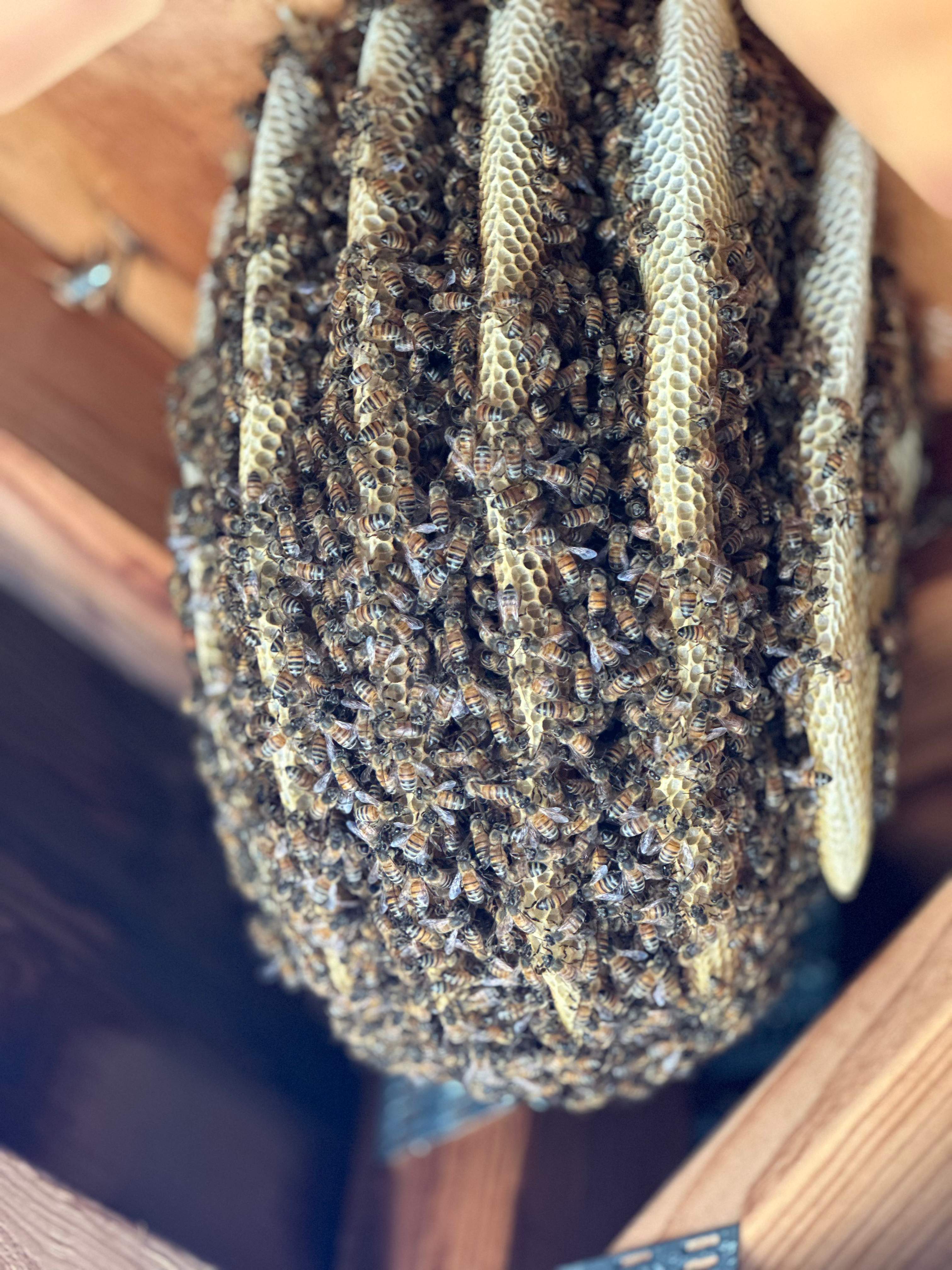 Final Beauty of 2024 by Rockwall Honey Bee Company