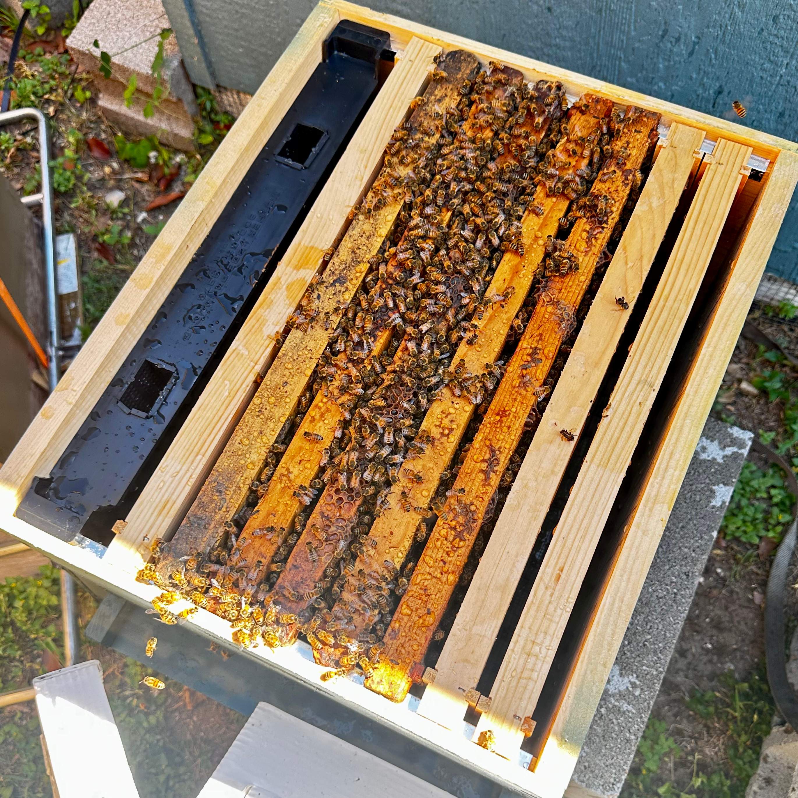 Project in Dallas by Rockwall Honey Bee Company