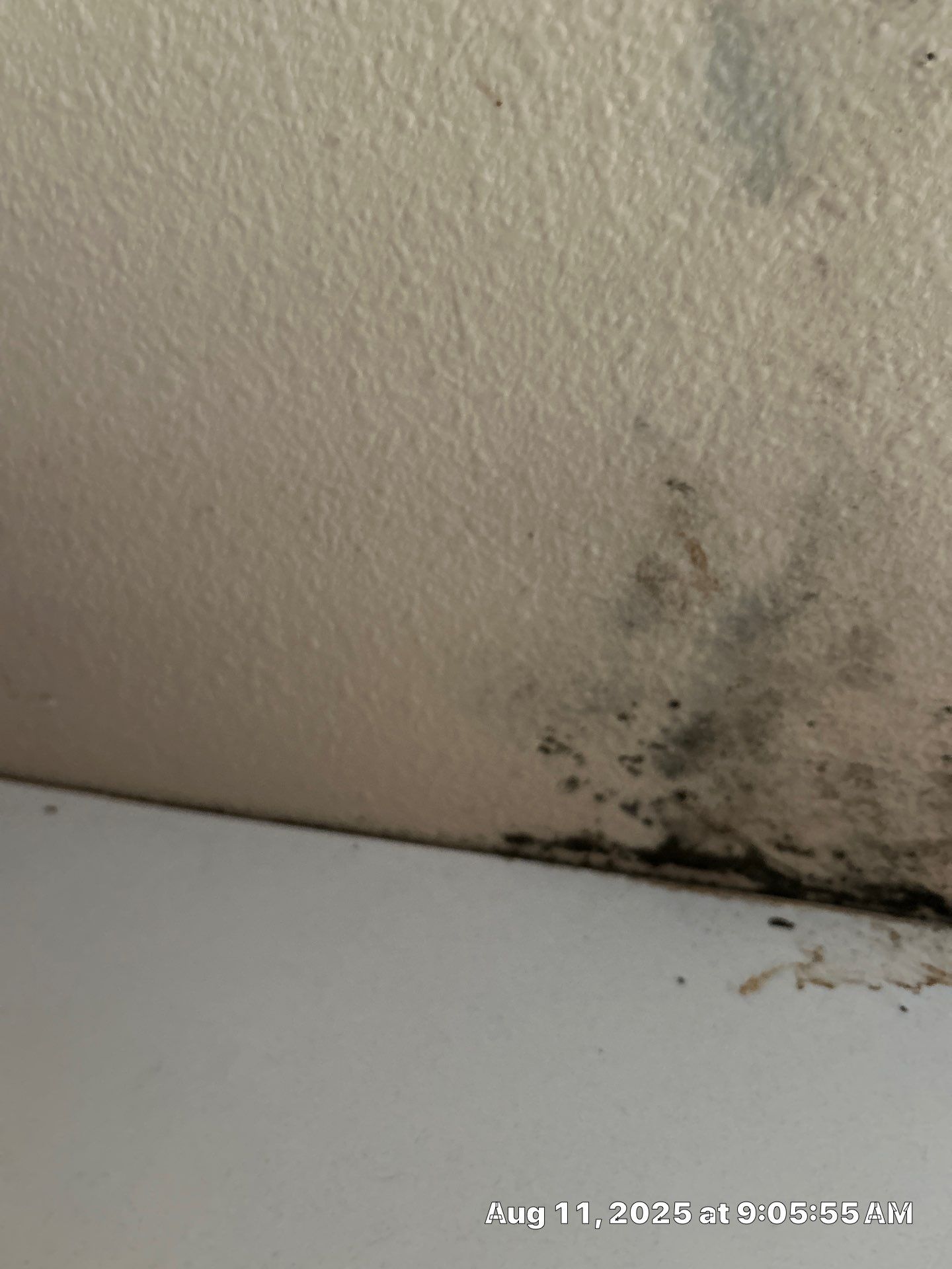 Mold Damage Inspection & Removal In Parrish, FL by Ampm Restoration Services