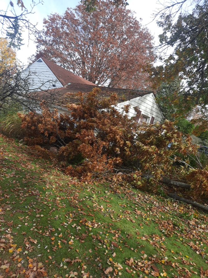 Tree Removal using Tree Removal by Mike Jones & Sons Tree Service LLC 