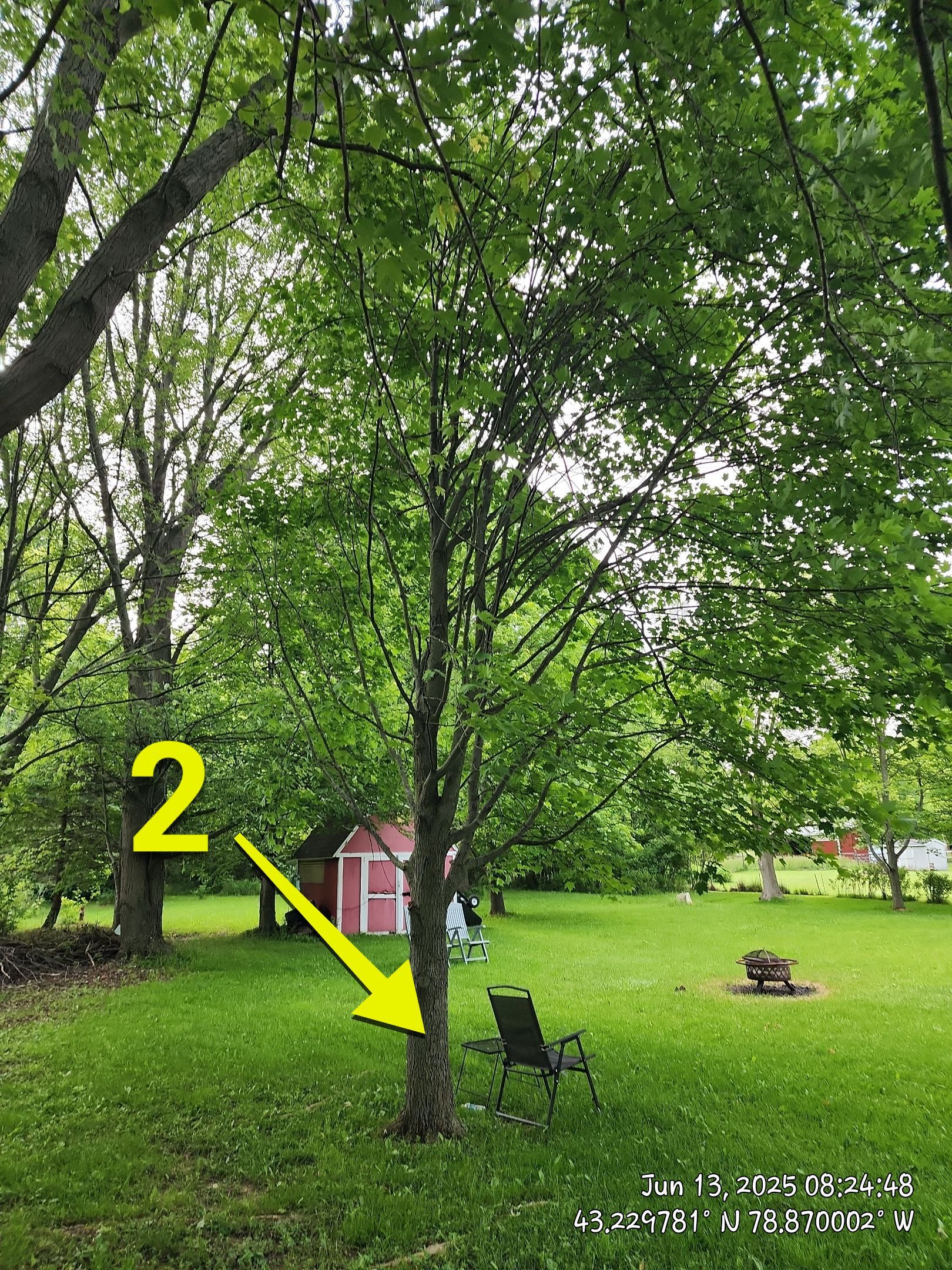 Removal for Future Projects by Treeman Tom LLC