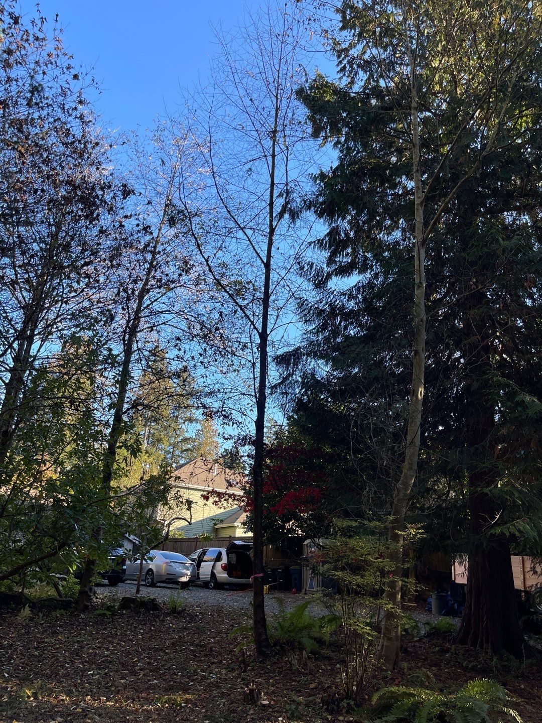 Tree Removal using Tree Removal by Mike Jones & Sons Tree Service LLC 