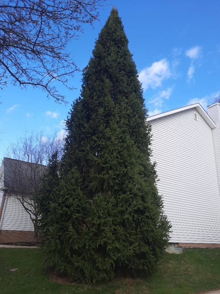 Tree Removal using Tree Removal by Mike Jones & Sons Tree Service LLC 