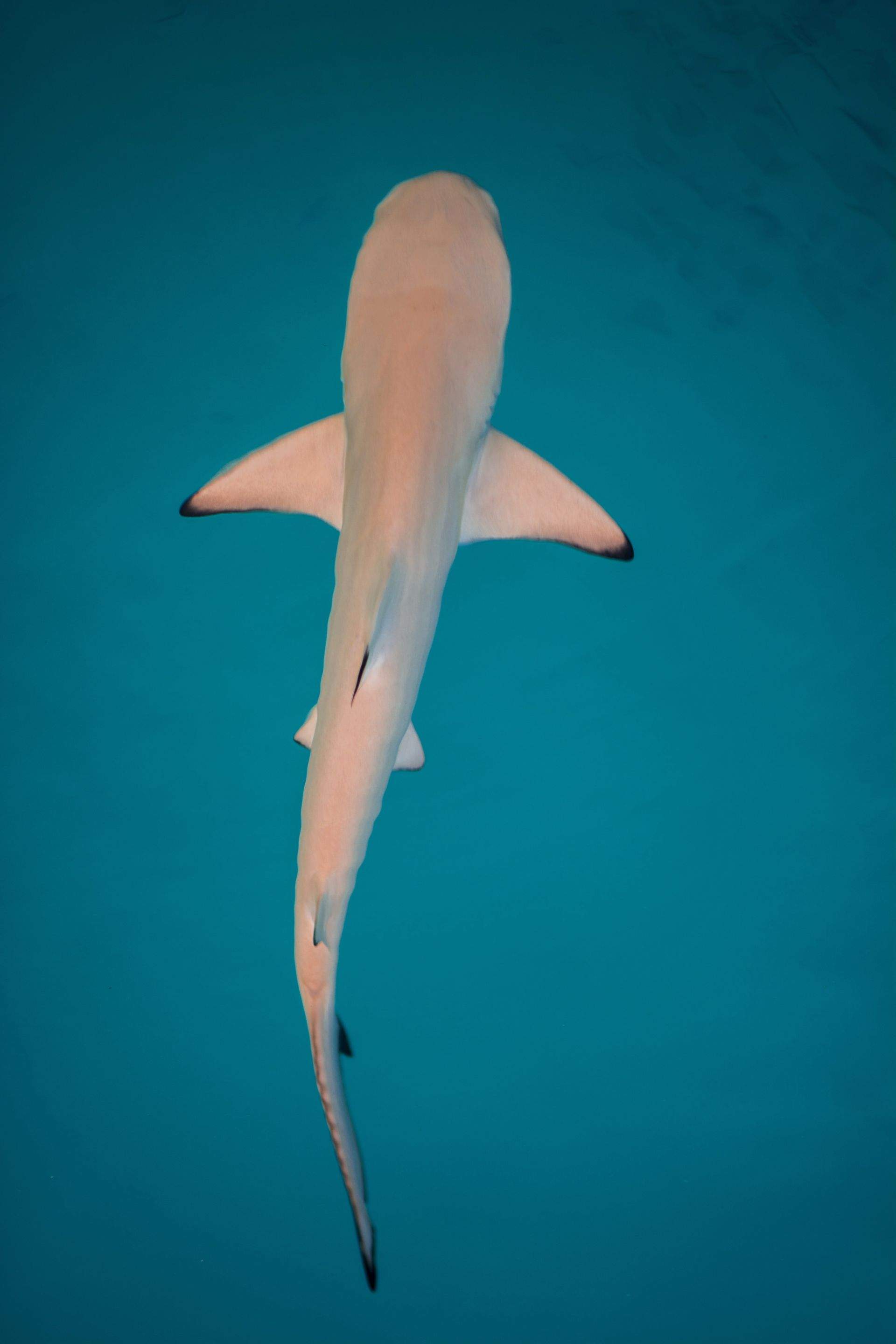 Sharks!!! by CompanyCam