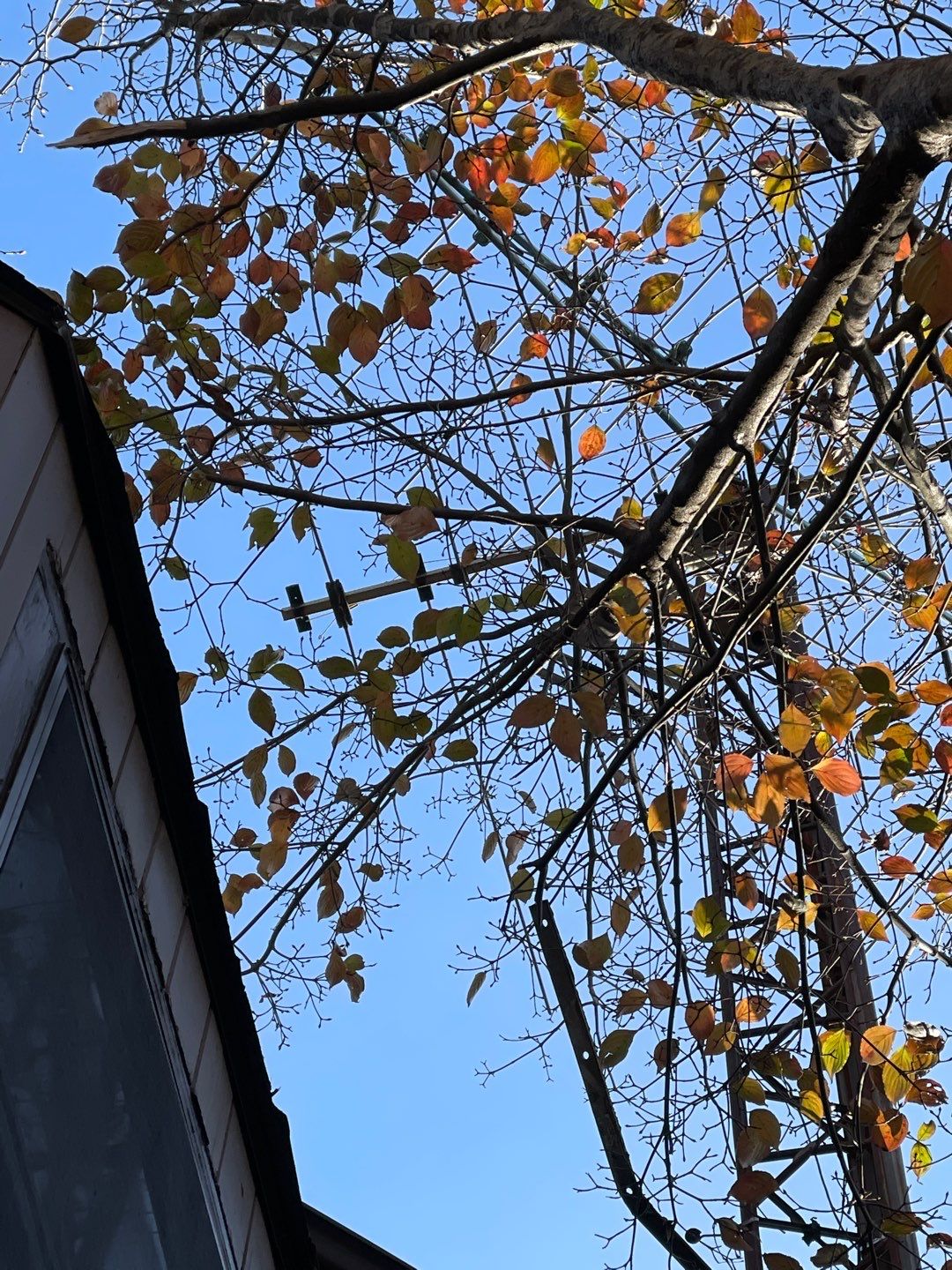 Residential Roofing Installation using Owens Corning TruDefinition Desert Tan by A Plus Exterior