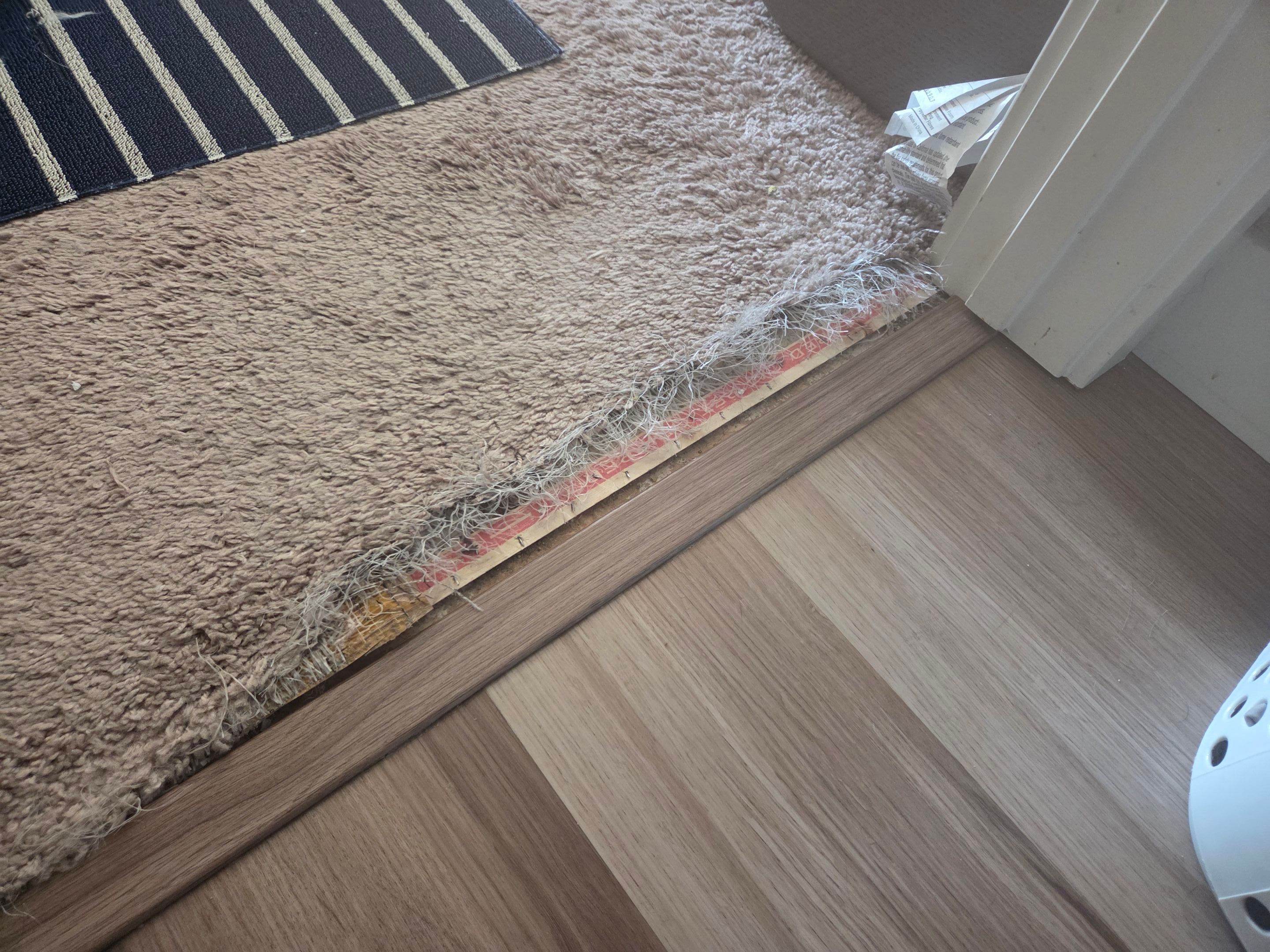 Ardent Carpet Restore featured photo.