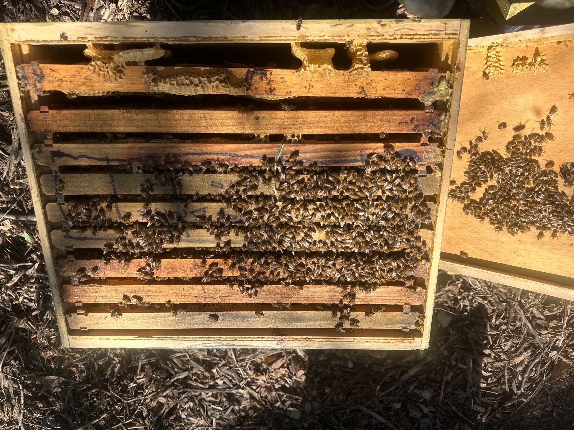 Lakewood Apiary by White Rock Lake- another Ag. Exempt Property by Rockwall Honey Bee Company
