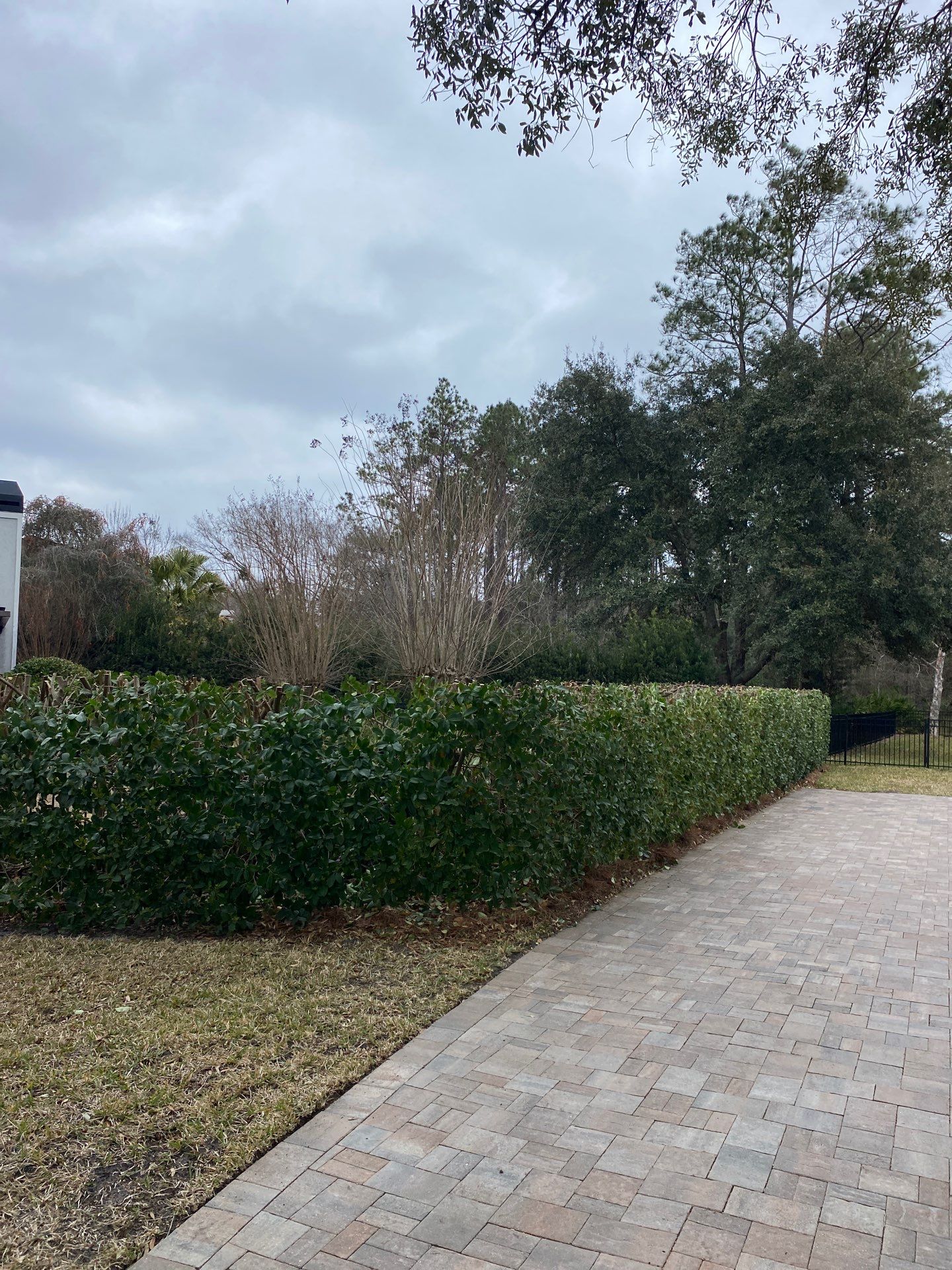 Residential | Hedge Trimming by ProGreen Services