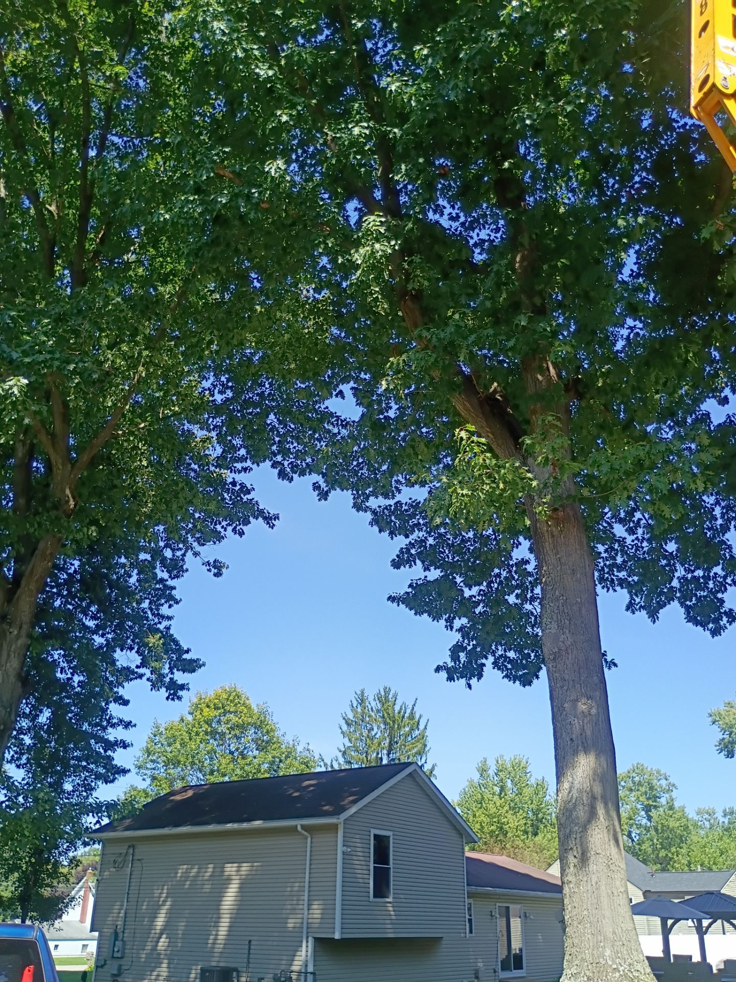 Tree Trimming & Tree Removal in Akron Ohio by Mike Jones & Sons Tree Service LLC 