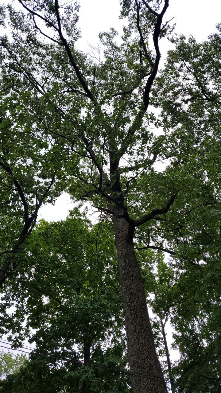 Tree Trimming using Tree Pruing by Mike Jones & Sons Tree Service LLC 