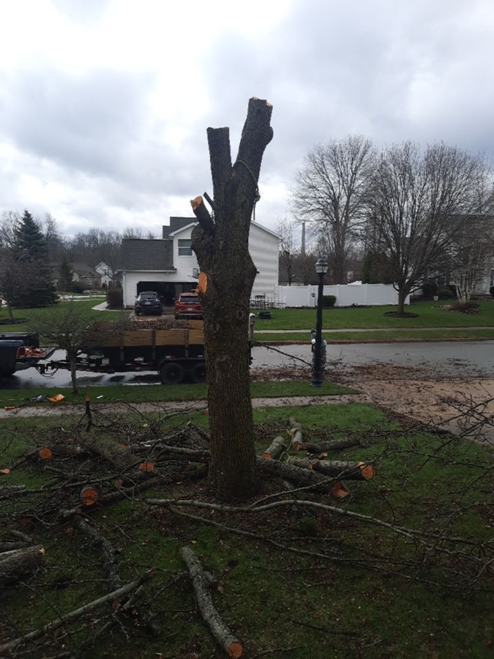 Tree Removal using Tree Removal by Mike Jones & Sons Tree Service LLC 
